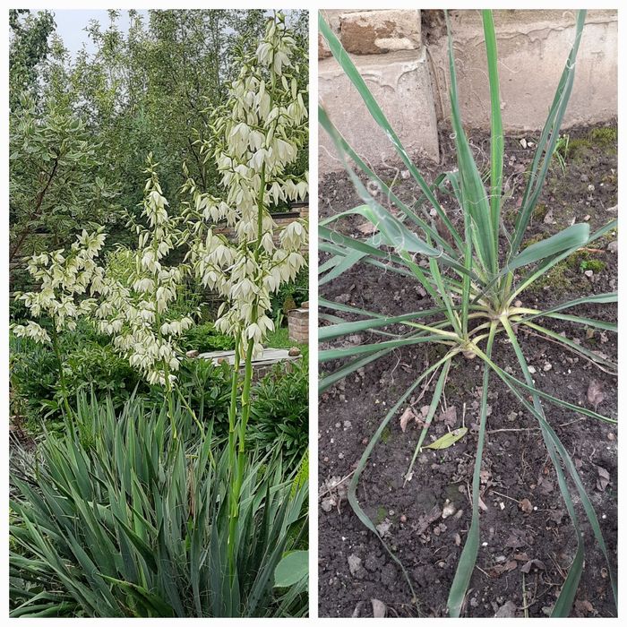 Декоративні кущі.