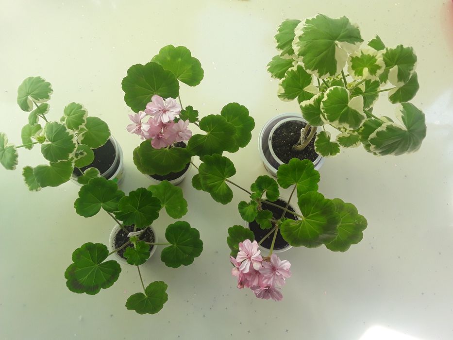 Продается пеларгония, двух видов.