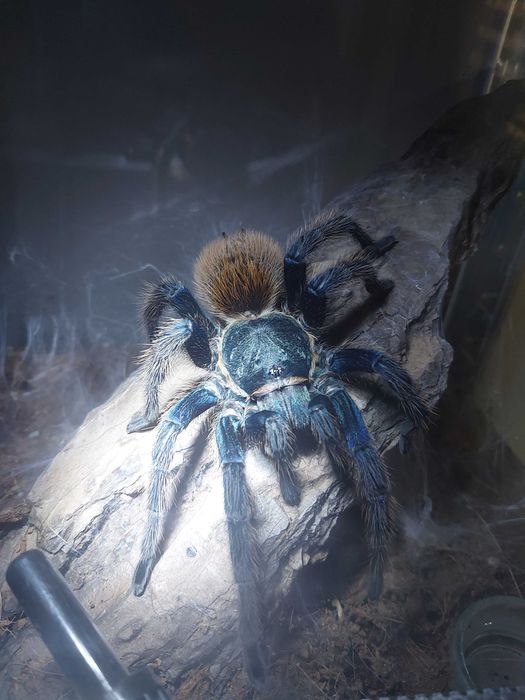 Ptasznik Pająk Chromatopelma cyaneopubescens samica z terraraium