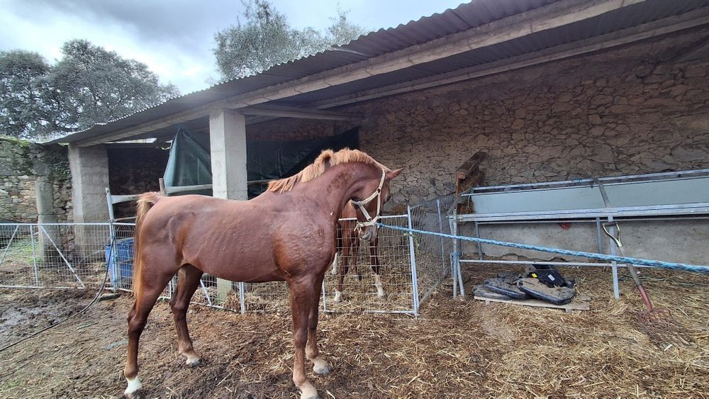 Vende-se poldro árabe com 3 anos