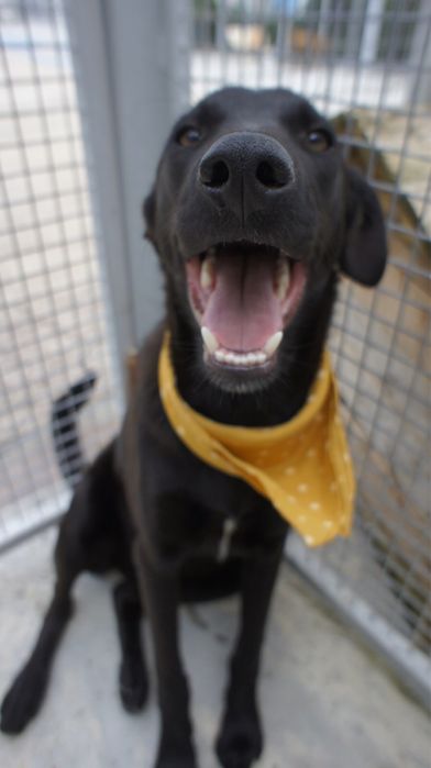 Azevinho - cao jovem de porte medio