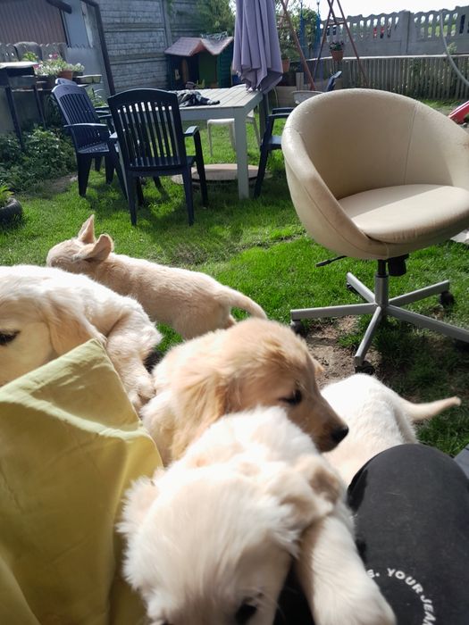 Golden Retriever