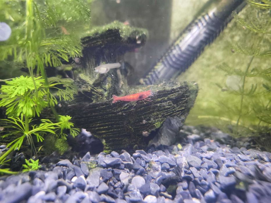 Camarões Neocaridina Red Cherry
