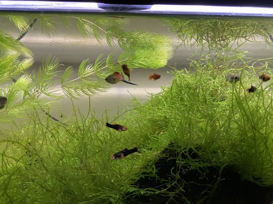 Peixes tropicais espada musgo java windelow