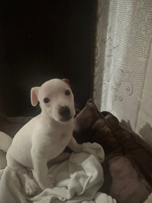 Джек Рассел Терʼєр