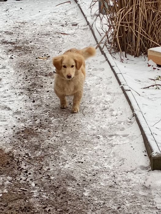 Oddam labradora w dobre ręce