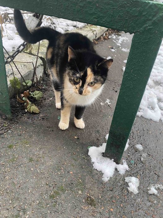 В люблячу родину!