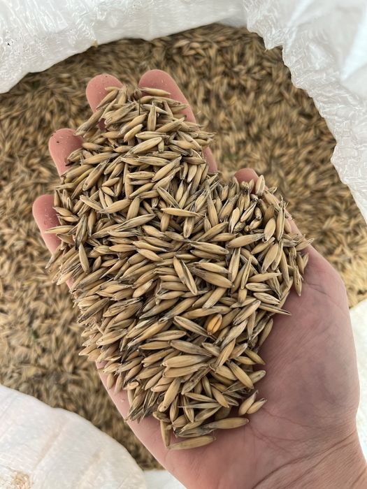 Продається овес