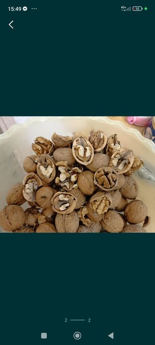 Горіх грецький, орех волоський.