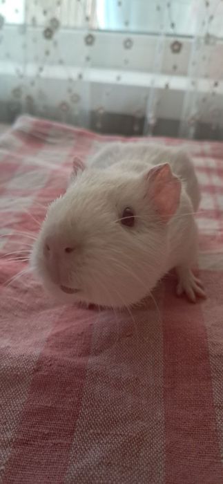 Морські     свинки