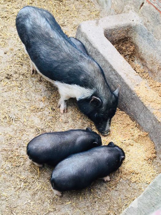 Porcos Vietnamitas - Animais de Quinta