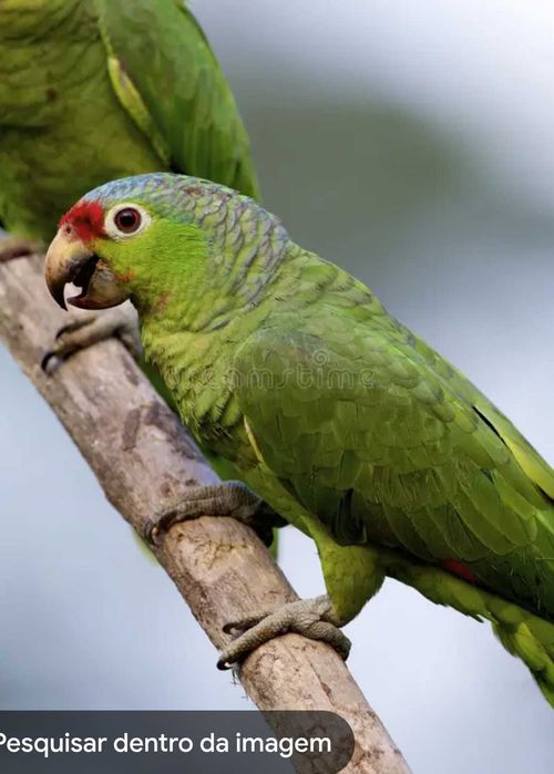 aves para venda