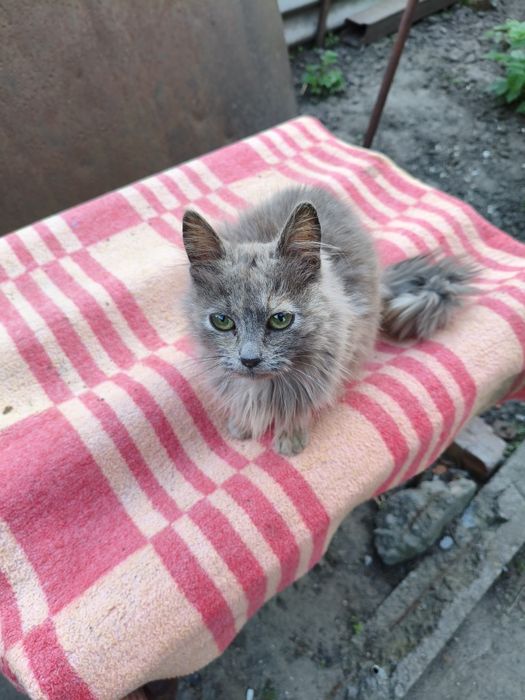 Віддам котів в добрі руки м.Нікополь
