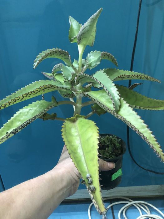 Лечебное каланхоэ (от насморка и гаймлрита)