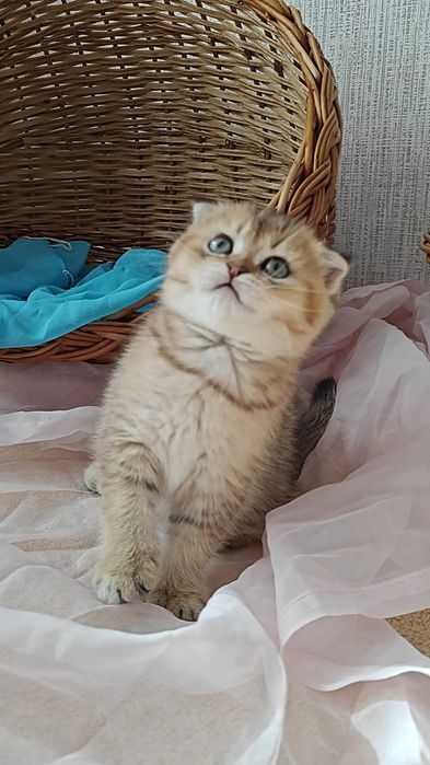 Золотая шиншилла вислоухая чистокровная девочка