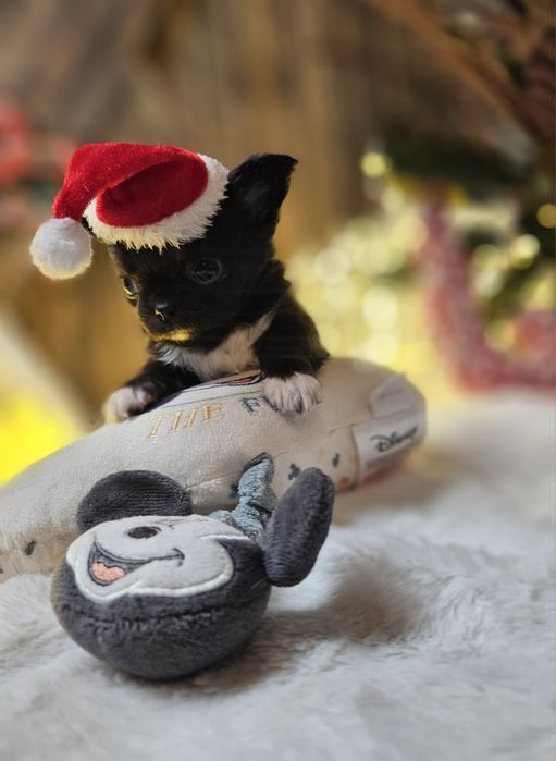 Chihuahua zarezerwowana