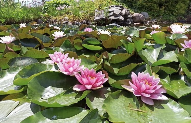 Lilie wodne karpy