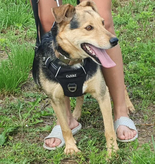 Jacky- wierny przyjaciel na dobre i na złe