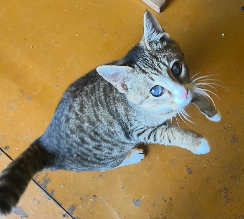 Uroczy kociak Maciuś szuka kochającego domu