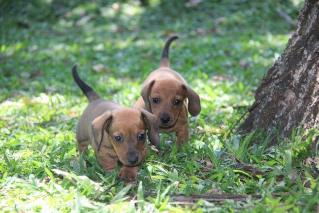 Рыжее солнце — очаровательные щенки таксы
