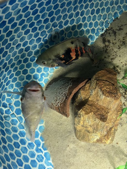 Oscar casal trigre albino e trigre