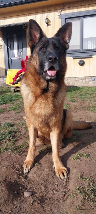 Вівчарка німецька