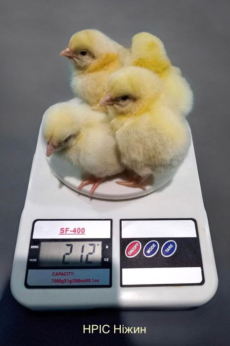 Долматинець, Бройлер Кобб, Домінант ТІЛЬКИ ОПТ