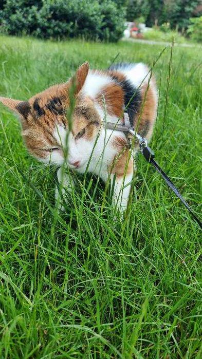 Atena dojrzała trikolorka, wyrwana z piekła szuka pilnie domu