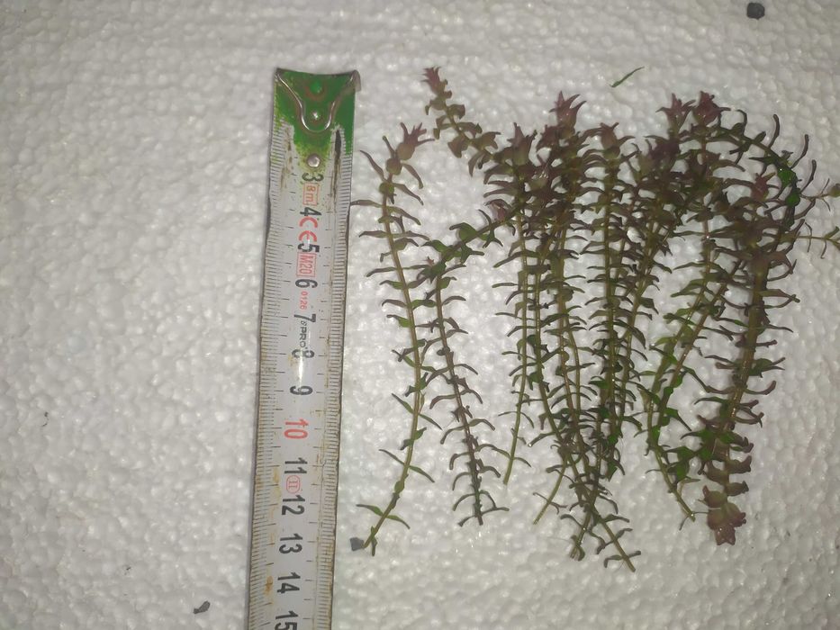 Rotala Pearl type 1 na 1-2 plan. Hodowla podwodna .