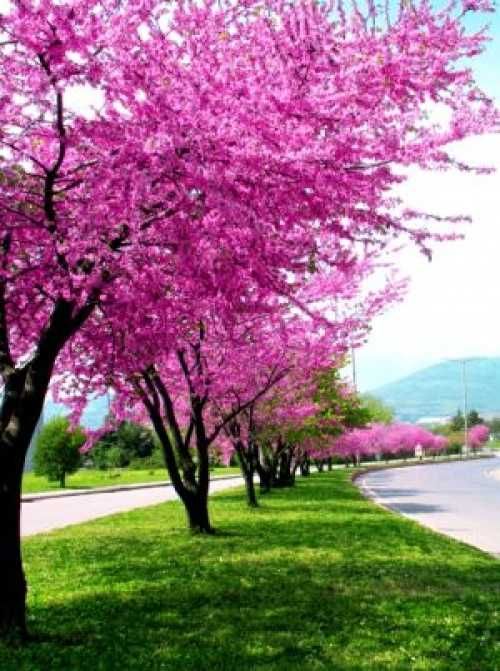 Sementes de olaia Árvore-do-amor Cercis siliquastrum