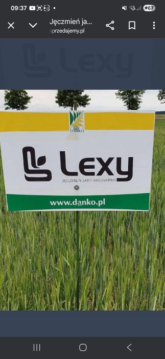 Jęczmień  jary browarny