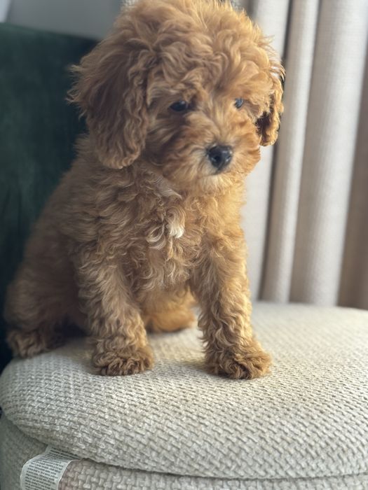 Cavapoo piesek