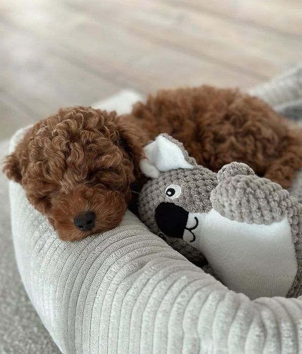 Дівчатка той пуделя — ніжні та лагідні