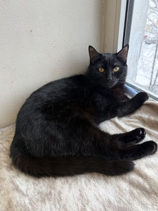 Киця Магда шукає родину. Кішечка в добрі руки