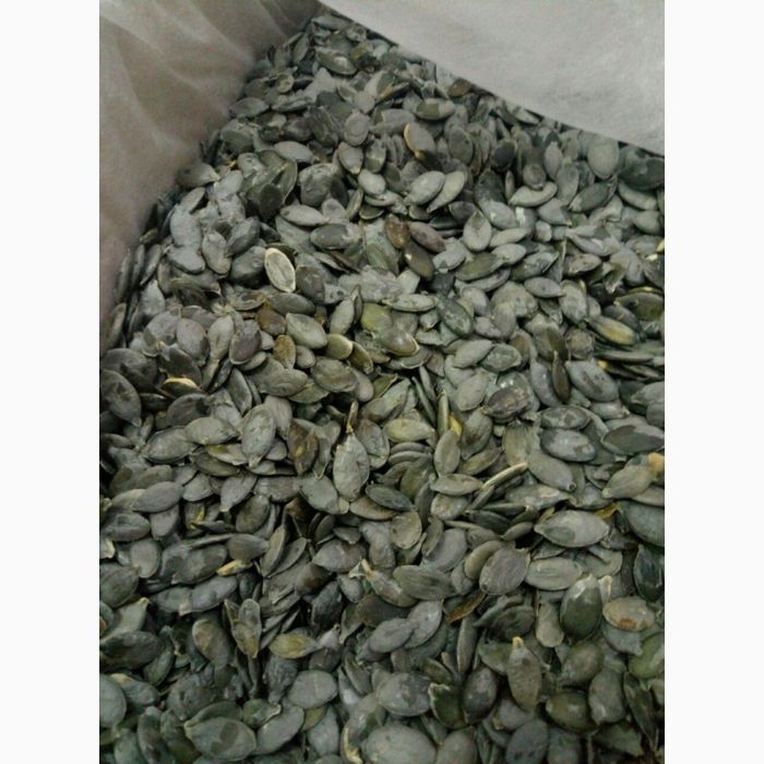 Продам Насіння голонасінного гарбуза ОПТ