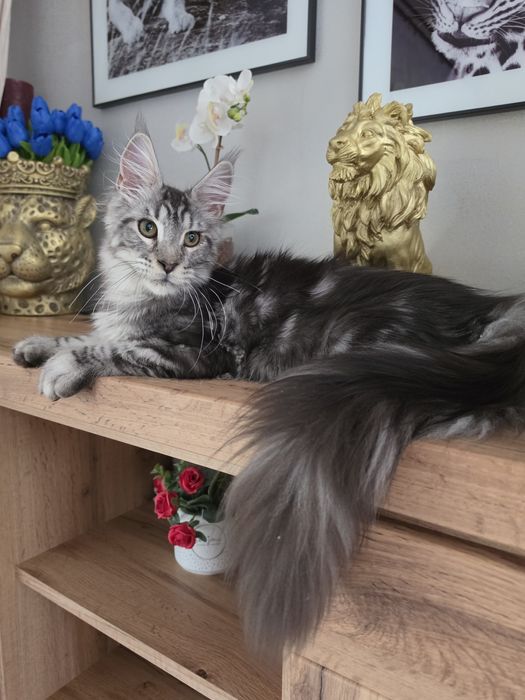 Skiper kocur Maine Coon