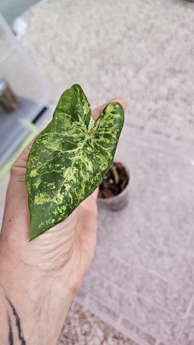 Caladium 'Frog in a Blender Каладиум Жаба в блендере