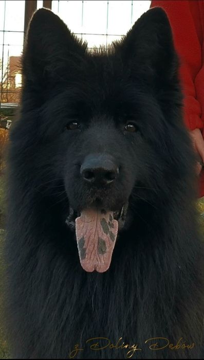 Owczarek niemiecki długowłosy FCI