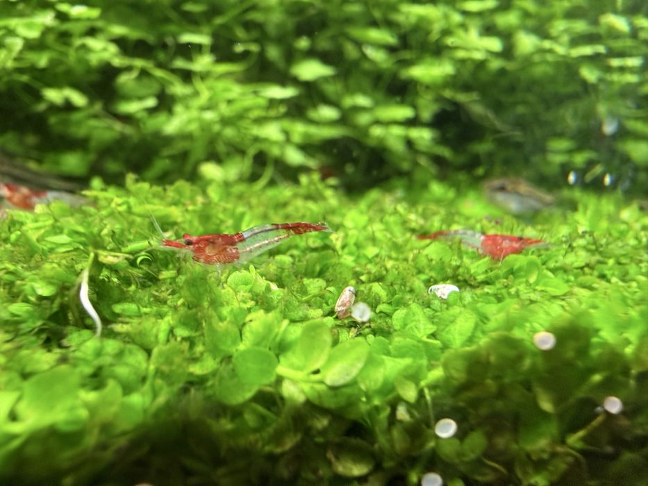 Krewetki  Red Rili