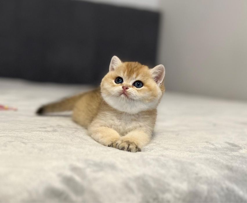 Кошенята. Британська золота шиншила
