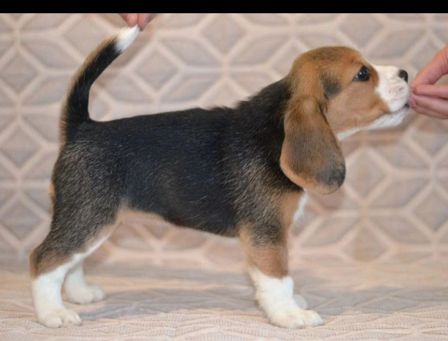 Beagle piesek  1 szczeniak