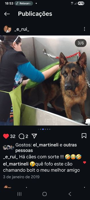 Macho com mto bom LOP  p cruzamento