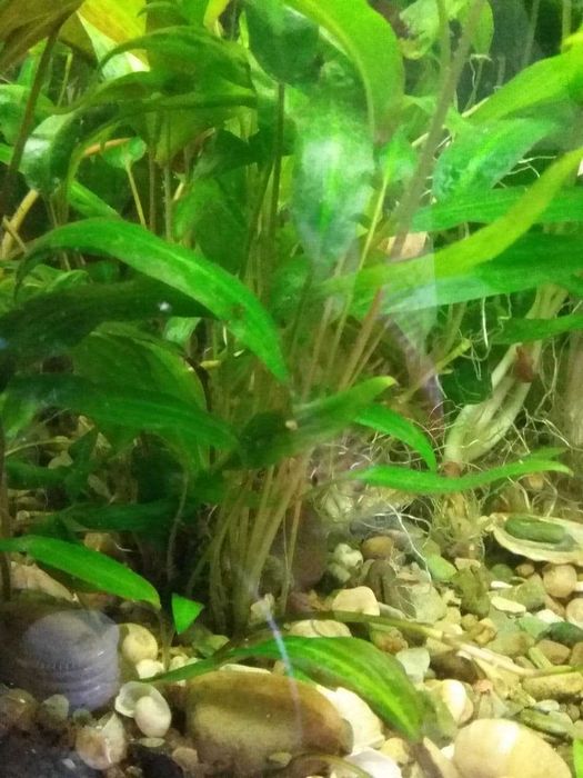 Акваріум, рибки та водорослі різних видів