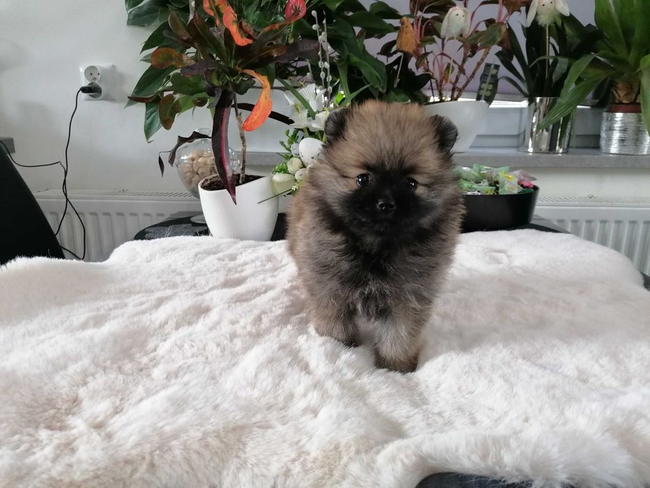 Szpic Miniaturowy z RODOWODEM VIP