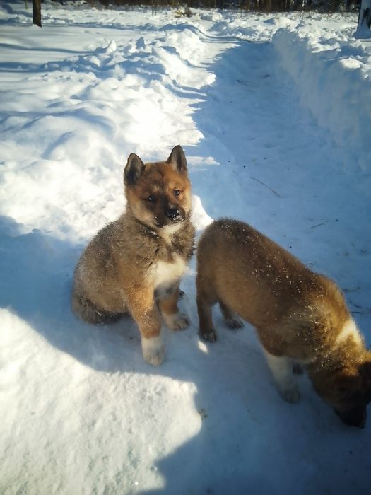 Продам щенят лайка