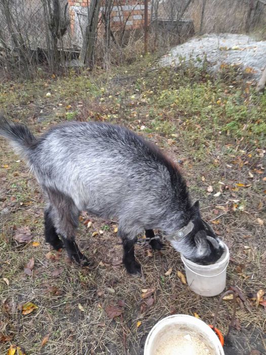 Продам дві кози та одного козла,і сепаратор