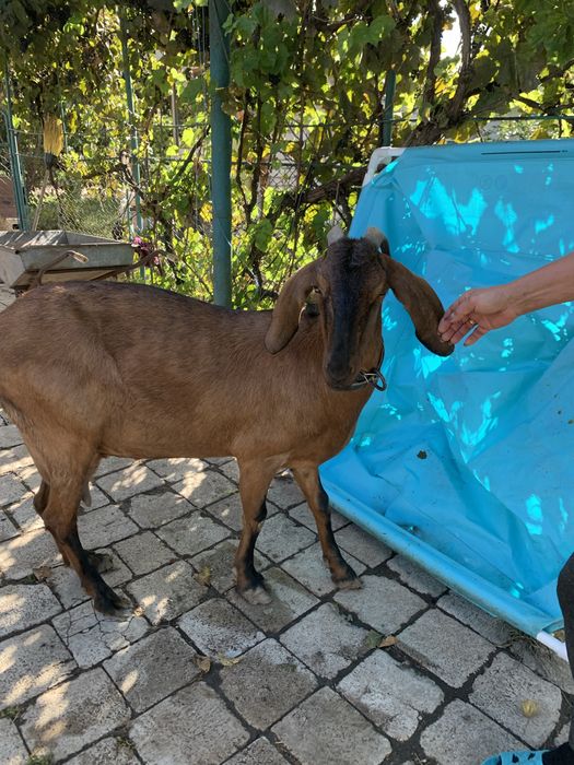 Продам козу (англо-нубийская)