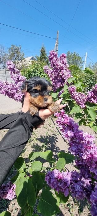 Дуже Гарної Якості Цуценята.