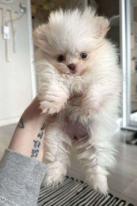 Цуценятка померанці крем