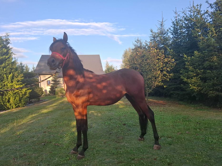 Ogier Czystej Krwi Arabskiej 2,5 roku Zamienie/Sprzedam